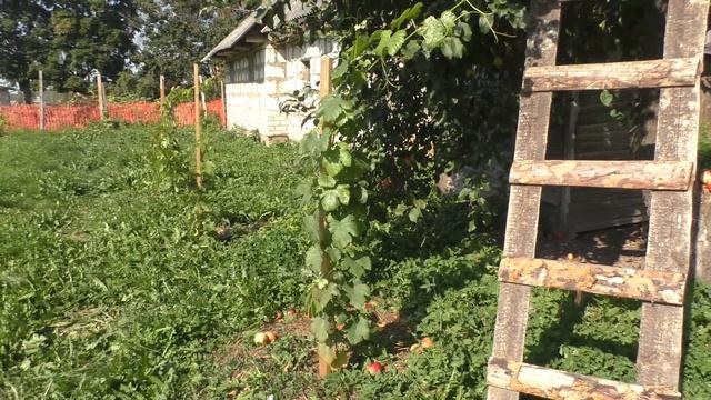 Виноградник этого года посадки в середине сентября смотреть онлайн