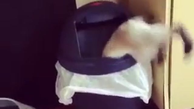 котэ в поисках вкусняшек смотреть онлайн