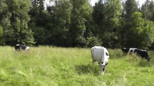 Коровы на пастбище