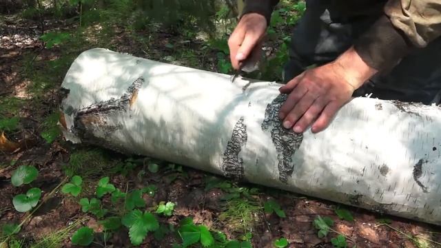 заготовка бересты