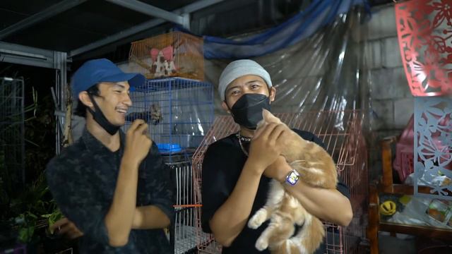 BREEDER KUCING BENGAL DAN MUNCHKIN 😍🙀😻