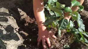 Посадка голубики , подготовка почвы под голубику.