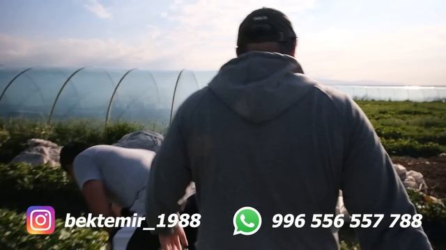 Эчким ИШЕНБЕЙТ, бирок бул ЧЫНДЫК! 7-гектар КУЛПУНАЙ! Орусияга ЧОҢ АКЧАГА САТАТ! #КлубМалина смотреть онлайн