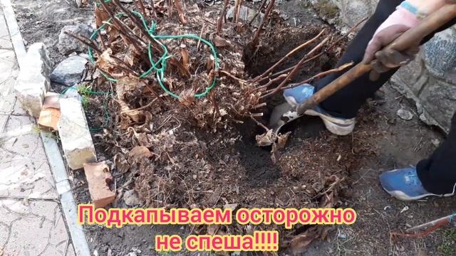 Садовая крупнолистная гортензия. Делим. Рассаживаем.Сад.Дача.Ландшафтный дизайн своими руками. смотреть онлайн