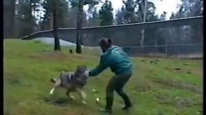 Нападение волка на человека