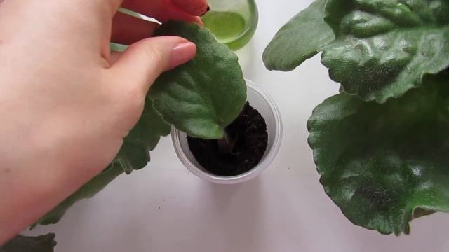 Укоренение листового черенка фиалки в грунте.Лист фиалки пустил деток в воде. смотреть онлайн