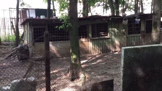 Собачье гетто смотреть онлайн
