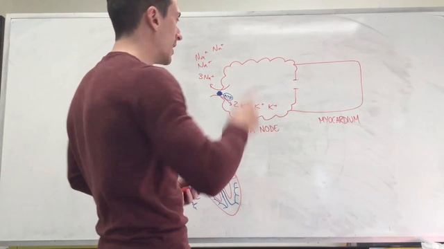 Pacemaker Cells of the Heart | Cardiology смотреть онлайн