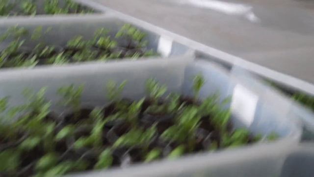 Весеннее черенкование хризантемы. Часть 2. смотреть онлайн