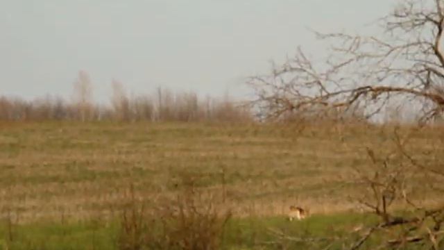 Бигли гонят зайца смотреть онлайн