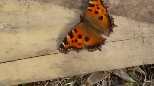 Бабочка Многоцветница. 29.03.19 смотреть онлайн
