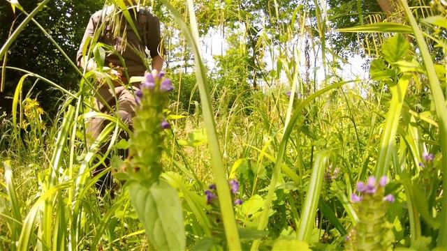 Bushcraft Foraging: Wild Edibles Of Summer