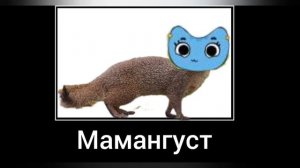 Котики вперёд + ШИЗА =