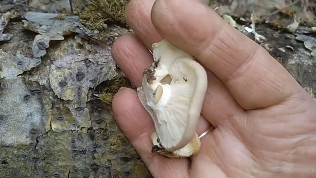 ВЕШЕНКА ЛЕГОЧНАЯ.Pleurotus pulmonarius.Лечебные свойства. смотреть онлайн