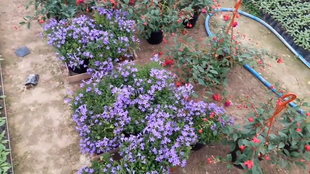 БАРХАТЦЫ. Очень красивая видео как мы собираем Бархатцы. FRENCH MARIGOLD.