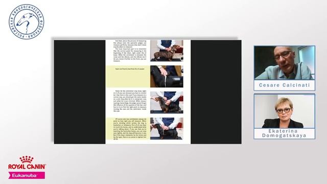 Такса: Комментарии WUT к стандарту породы (часть 3) | «Ответственное собаководство онлайн» смотреть онлайн