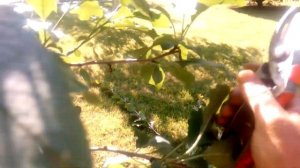 Слива. Обрезка сливы. Продолжаем формировать 2-х летку