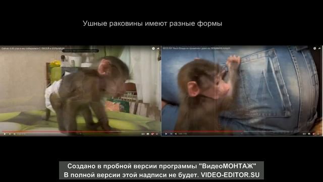 ШОК!!! Куда пропала настоящая гамадрил Люся?/ SHOCK!!! Where did the real baboon Lucy go? (Eng sub) смотреть онлайн