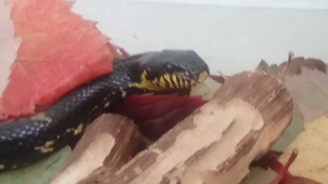 Амурские полоза на листиках