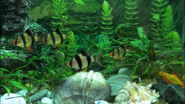 Спонтанный танец 