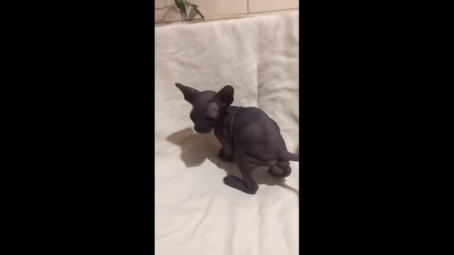 Нектар петерболд смотреть онлайн