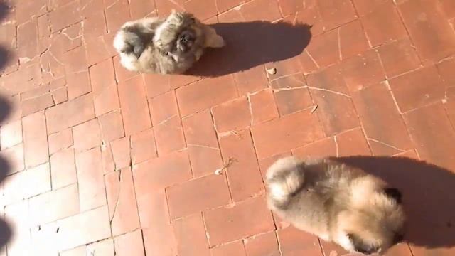 Matches x Java Litter 9 weeks смотреть онлайн