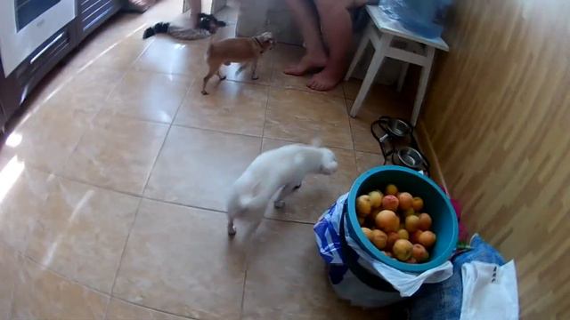 Елесей в гостях  у Аси )) Вет Клиника...