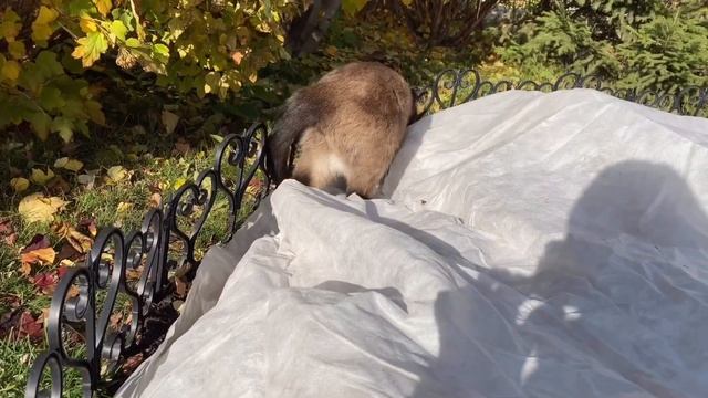 Укрытие роз на зиму. Простое и легкое, но не профессиональное укрытие моих роз! смотреть онлайн
