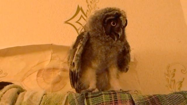 Как кричит ушастая сова? смотреть онлайн