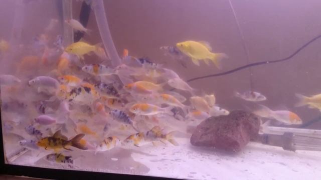 Сеголетка карпа кои. смотреть онлайн