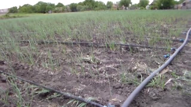 Маленький секрет эконом. капельного полива чеснока ,состояние чеснока 12 мая 2018 год . смотреть онлайн