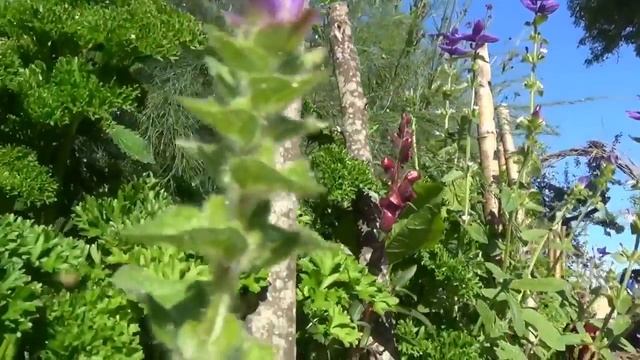 Asparagus, verbena bonariensis and parsley смотреть онлайн