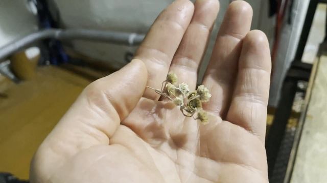 Жизнь акционера, секретный эликсир для здоровья. Формула 1. Фруктовый суп с полынью горькой. смотреть онлайн