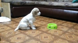 Русский Охотничий Спаниель. Вырабатываем выдержку, команда «нельзя»