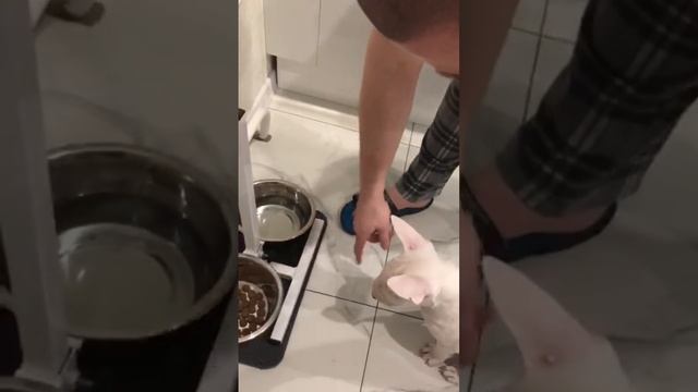 Щенки любят сухой корм AlfaBulls!) Корм подходит для всех!) за покупкой +79807427894 смотреть онлайн