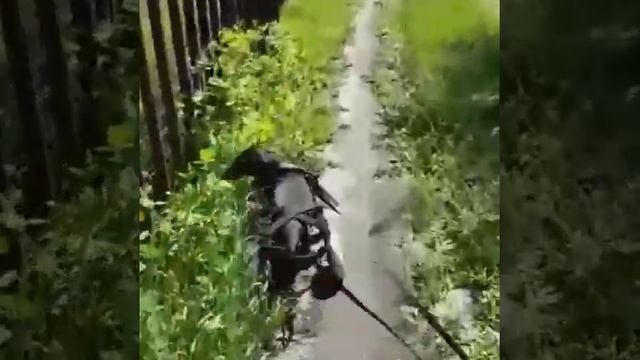 Чапа на прогулке! (Омск) смотреть онлайн