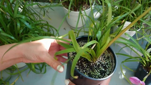 Размер горшка для зефирантесов и габрантусов. Зефирантесы серии Labuffarosa, желтый зефирантес.