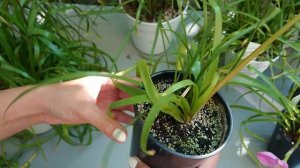 Размер горшка для зефирантесов и габрантусов. Зефирантесы серии Labuffarosa, желтый зефирантес.