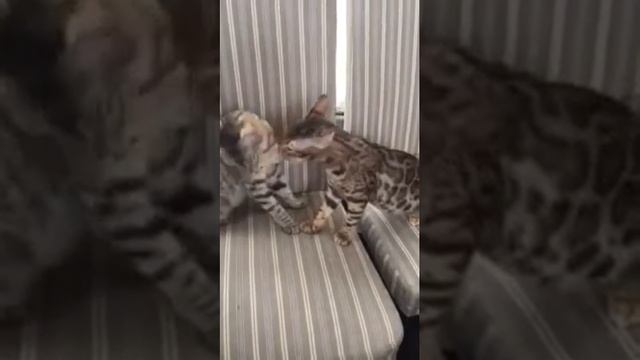 Бенгальский котенок 5 месяцев и чаузи 3 месяца