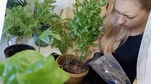 БЕШЕНЫЙ рост. ПОЛИПОДИУМ ЗЕЛЁНАЯ ВОЛНА ,,Green Wave,, #пересадка  #папоротники #полив #грунт