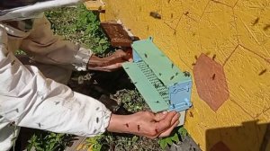 Пчелы собирают  пыльцу,(как работают пыльцесборники)