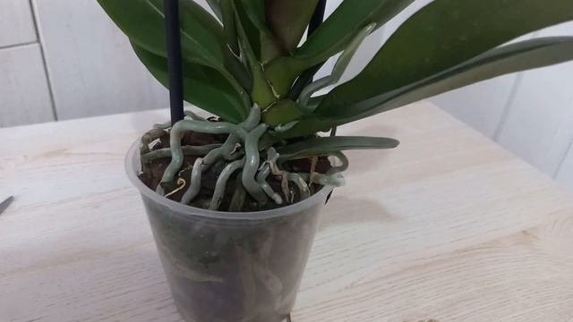 Африканский Закат, Каринa или Golden River😍 🌺🌸по 2.5 €. смотреть онлайн