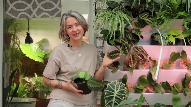 Растущие в темноте // обзор теневыносливой части моей коллекции растений смотреть онлайн
