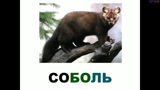 Карточки Домана, Лесные звери смотреть онлайн