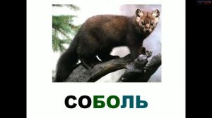 Карточки Домана, Лесные звери