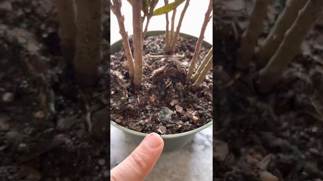 Picasso’s Paintbrush Croton Care