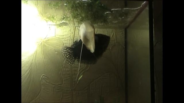 Рыбки Гурами Размножение рыбок Гурами смотреть онлайн