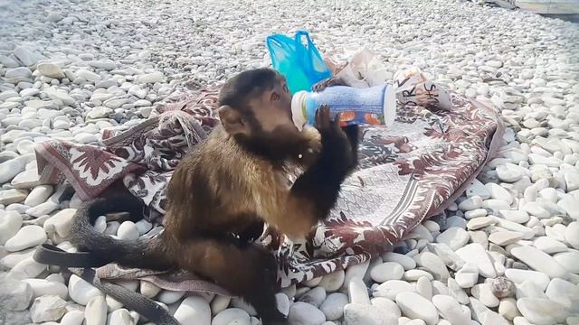 Маленькая обезьянка Алекса плавает в море. смотреть онлайн