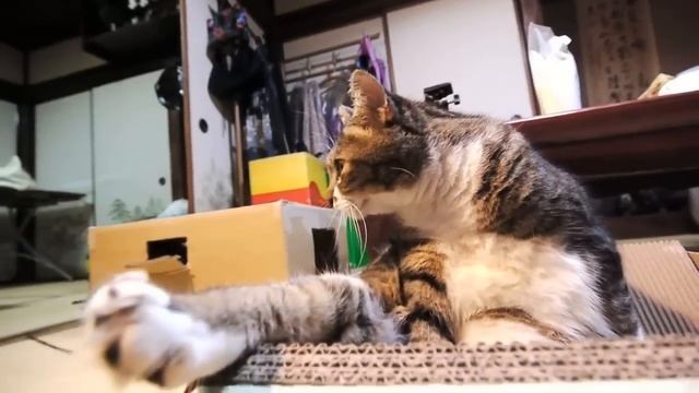 ZUIKO DIGITAL ED 9-18mm F4.0-5.6 ピッピ君 смотреть онлайн