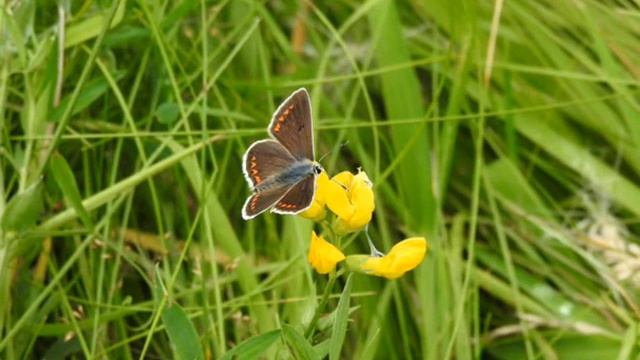 ИЗУМИТЕЛЬНАЯ МУЗЫКА ВАЛЬС БАБОЧЕК смотреть онлайн
